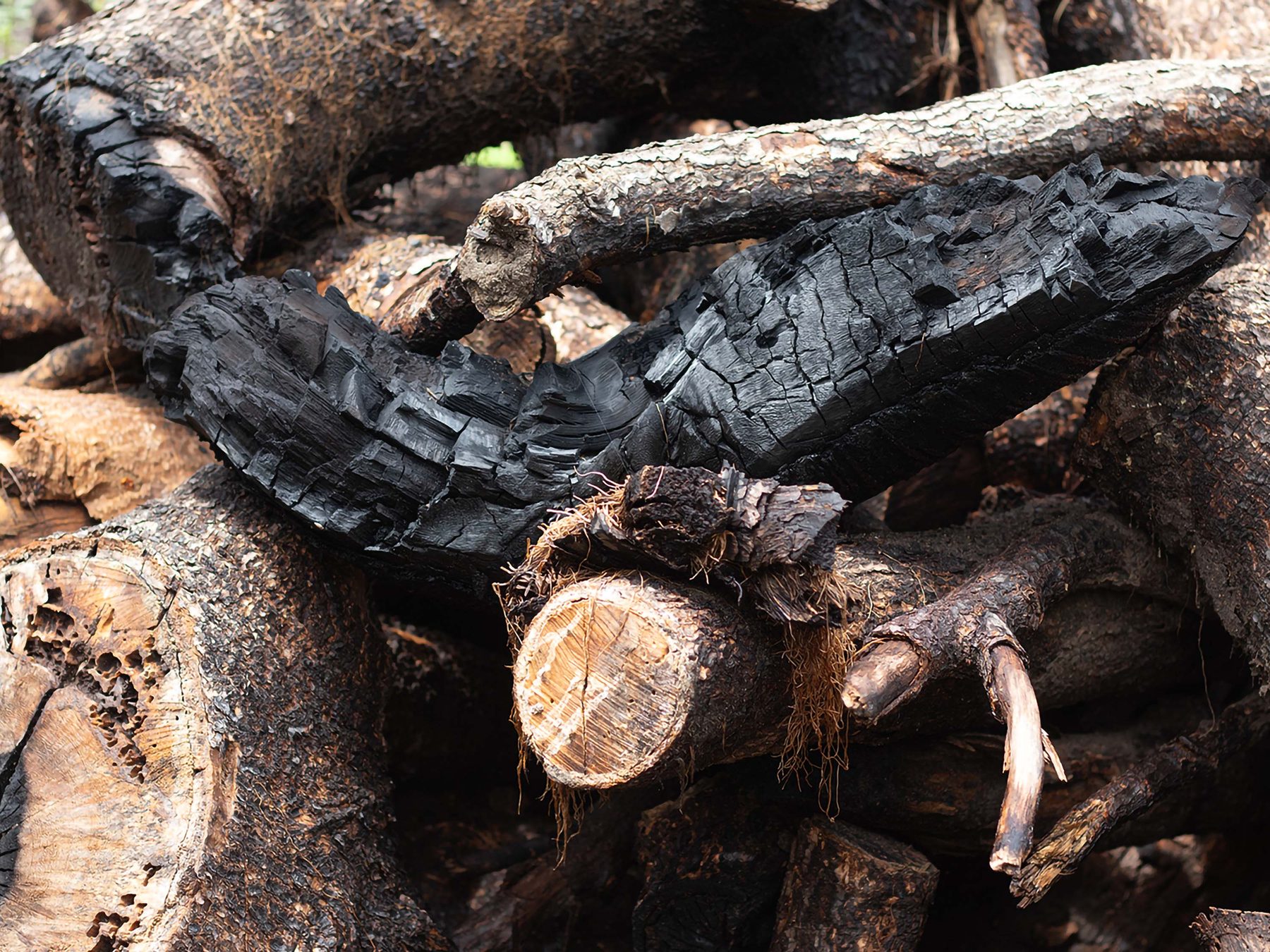 Close-up of charred, cracked logs and branches